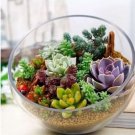500 seeds Rare Succulent Planter