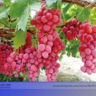 100 seeds Pink Hongti Grape Organic