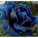 50 seeds New Midnight Supreme Rose Bush Flower