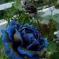 50 seeds New Midnight Supreme Rose Bush Flower