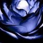 50 seeds New Midnight Supreme Rose Bush Flower