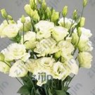 200 seeds Greenish White Eustoma Grandiflorum