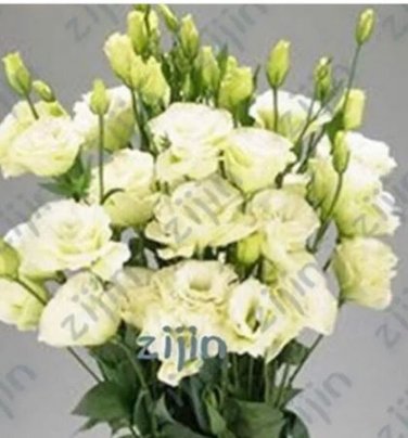 200 seeds Greenish White Eustoma Grandiflorum