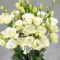 200 seeds Greenish White Eustoma Grandiflorum