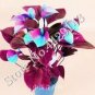100 seeds Anthurium Andraeanu Bonai Plant Colorful Anthurium Potted Flowers