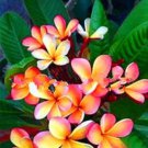 100 seeds Japanese Style Plumeria Plant Potted Bonsai
