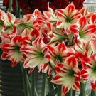 100 seeds Hippeastrum Seeds Bonsai Amaryllis Barbados Lily