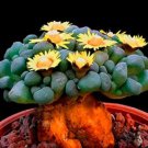 10 seeds Semillas De Flores Succulents Raw Stone Cactus
