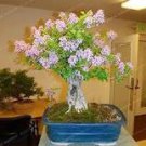 50 seeds Bonsai Lilac Plant Japanese Lilac