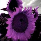 20 seeds Pink sunflower seeds Perennial indoor flower plant