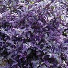 100 seeds Purple Flash Ornamental Pepper