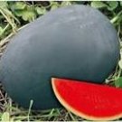 50 seeds Heirloom Gray Skin Big Long Red Sweet Seedless Watermelon Organic