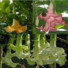 100 seeds Poeetd plant Brugmansia flower Angel Trumpet fragrant Datura tree