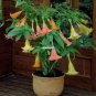 100 seeds Poeetd plant Brugmansia flower Angel Trumpet fragrant Datura tree