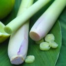 400 seeds Lemon Grass Seeds Herb Edible Lemongrass Kitchen Vegetable