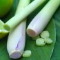 400 seeds Lemon Grass Seeds Herb Edible Lemongrass Kitchen Vegetable
