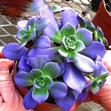 10 seeds Crassula Capitella Thyrsiflora Seeds Red Pagoda Succulent Bonsai