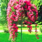 100 seeds Rose Bonsai Thailand Climbing Rose Tree Rare Flower Pink