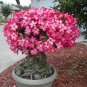 100 seeds Rose Bonsai Thailand Climbing Rose Tree Rare Flower Pink