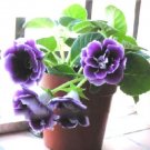 200 seeds Imported Gloxinia Plant Perennial Sinningia Gloxinia