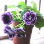200 seeds Imported Gloxinia Plant Perennial Sinningia Gloxinia