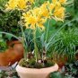100 seeds A Pack Rare Crossandra Infundibuliformis Grow lings Bonsai