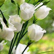 200 seeds Eustoma Seed Perennial Flowering Plants