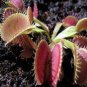 100 seeds Catchfly Potted Plant Seeds Garden Venus Fly Trap Insectivorous Plant