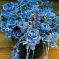 2000 seeds Blue Spring Grass Rare Succulents Plant Funny