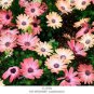 100 seeds African Blue Eyed Daisy Flower Bonsai Osteospermum Flower