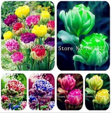 200 seeds Multifarious Tulip Flowers