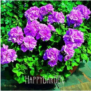 30 seeds Elegant Purple Univalve Geranium