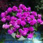 30 seeds Elegant Purple Univalve Geranium