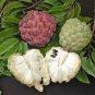 100 seeds Sugar Apple Seeds Sweetsop Custard Apple Fruits