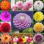 100 seeds Pieces Pink Dahlia Seeds Beautiful Gardens Dahlia Bonsai Plant