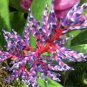 100 seeds Rare Bromeliad Seeds Perennial Air Plants