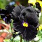 50 seeds Viola Pansy Clear Chrystals Black