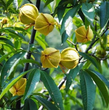 10 seeds Heirloom American Pecan Seeds 'Nut Walnut' Bonsai