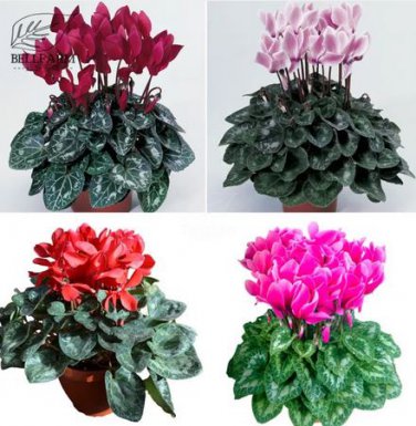 5 seeds Cyclamen Purplish Red Light Purple Rose Red Rose Purple Mixed 4 Types