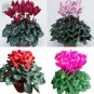 5 seeds Cyclamen Purplish Red Light Purple Rose Red Rose Purple Mixed 4 Types