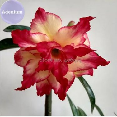 2 seeds Red Yellow Adenium, red outer edge with yellow