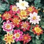 50 seeds Mixed Colorful Dwarf Dahlia Perennial Bonsai Flowers