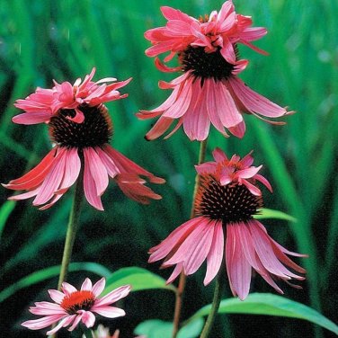 100 seeds Rare 'Princess Crown' Red Pink Echinacea Coneflowers Perennial Plants