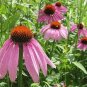 100 seeds Rare 'Princess Crown' Red Pink Echinacea Coneflowers Perennial Plants