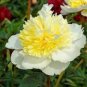 5 seeds Honey Gold White Peony Plant Flowers