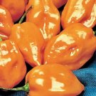 28 seeds Orange Yellow Habanero Pepper Capsicum