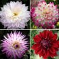 100 seeds Dahlia Mixed 9 Types Perennial Flower