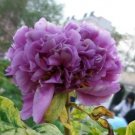 5 seeds Strong Fragrant Purple Peony Tree 'Queen' Flower