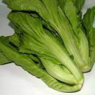 120 seeds Heirloom Organic Green Leaf Mustard Brassica juncea Vegetables
