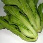120 seeds Heirloom Organic Green Leaf Mustard Brassica juncea Vegetables